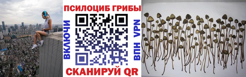 Галлюциногенные грибы Psilocybine cubensis  Кириши 
