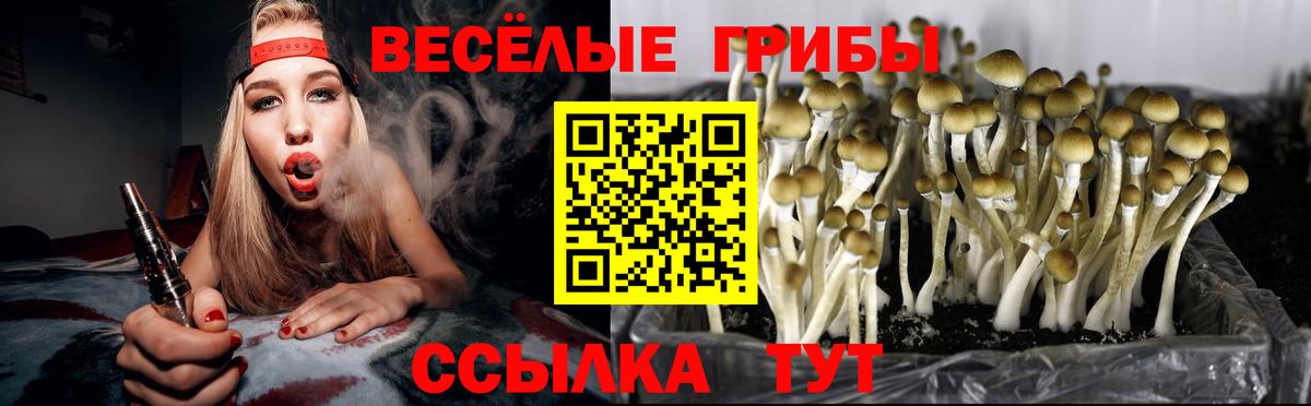 хочу   Вход с VPN  Кириши  Псилоцибиновые грибы Cubensis 
